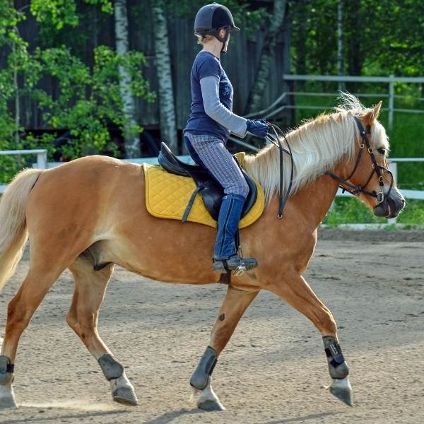 Le lezioni di equitazioni sono tenute da istruttori qualificati