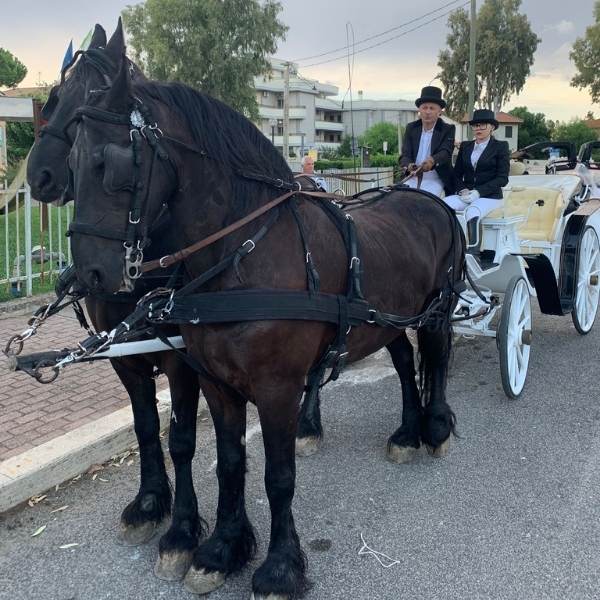 Noleggio carrozze per matrimonio 